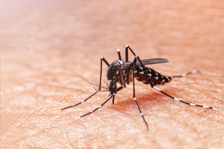 Combate a Dengue