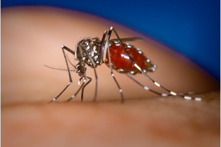 Sintomas da Dengue
